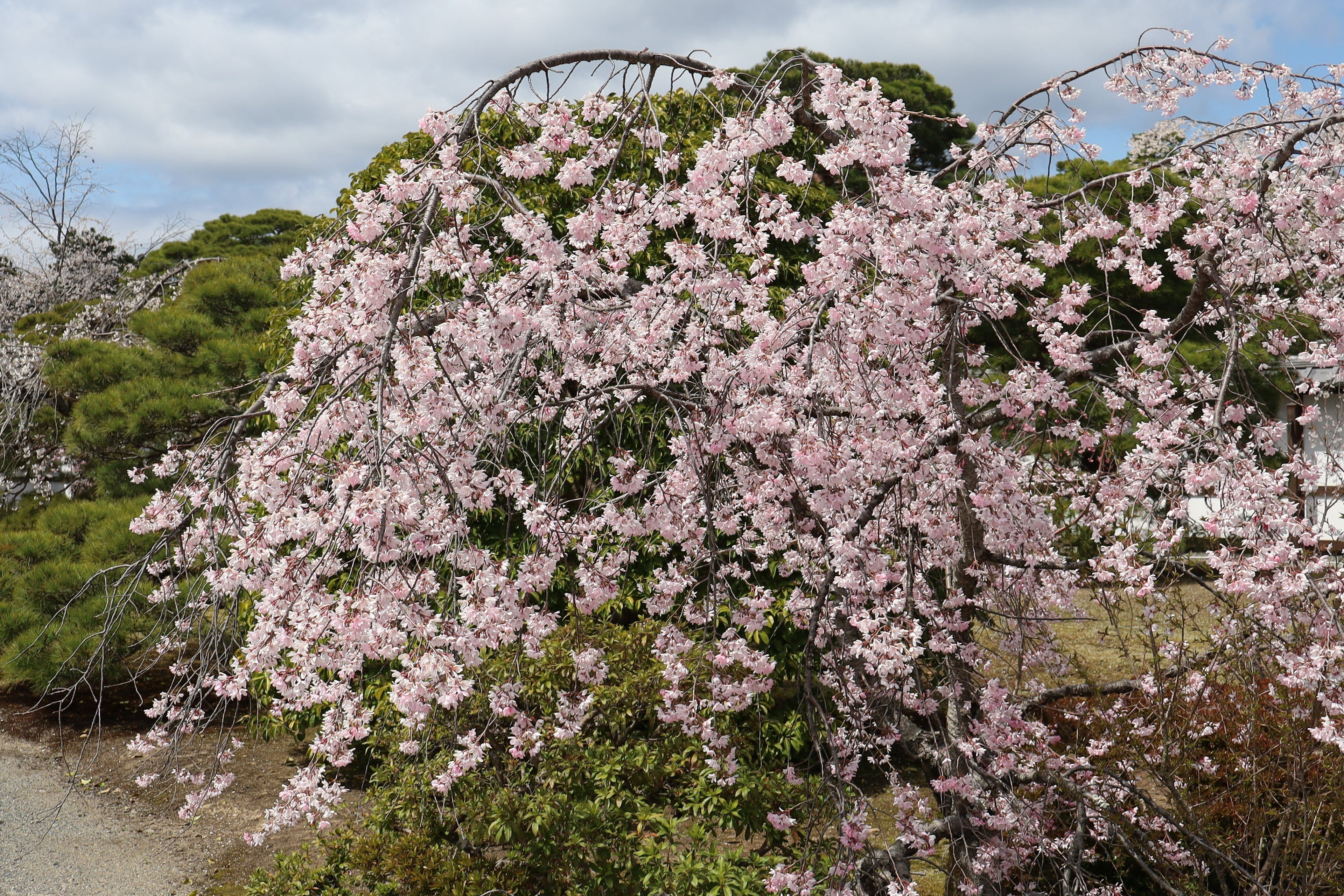 astrologia tradicional